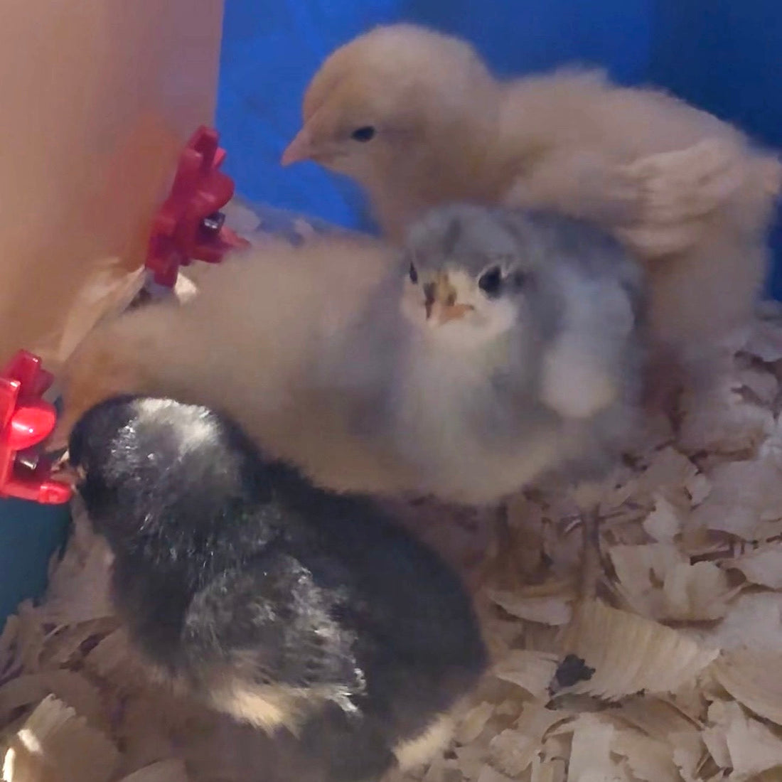 Chicks or Ready to Lay: Choosing the Start That Fits Your Life
