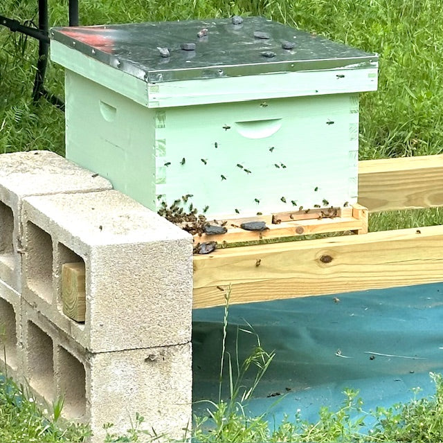 The Day the Bees Move In