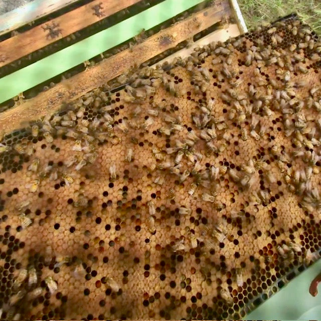 What I'm Actually Looking For When I Open the Hive