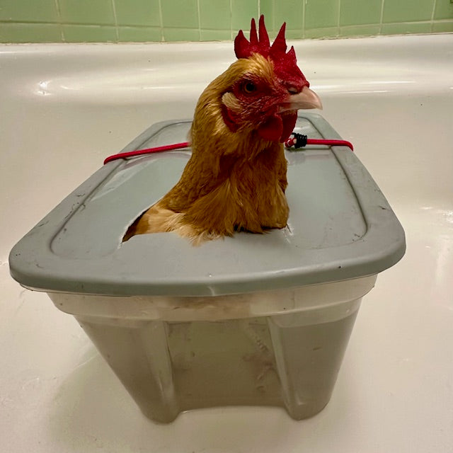 Breaking a Broody Hen (Before She Cooks Herself)