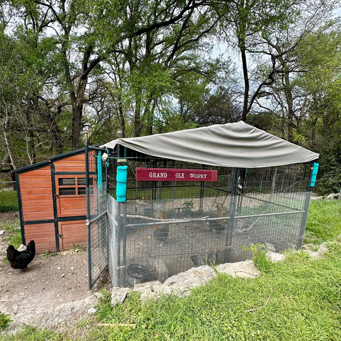 Start With the Right Coop for You: Decisions That Save You Trouble Later