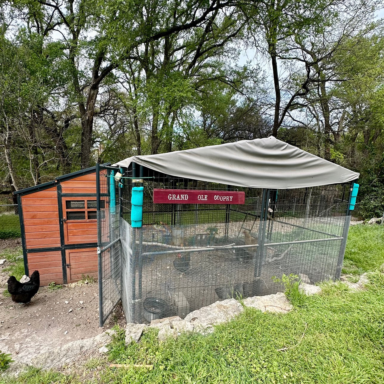 Start With the Right Coop for You: Decisions That Save You Trouble Later