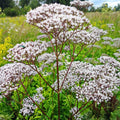 Valerian Perennial Herb Seeds (5,000 Count)